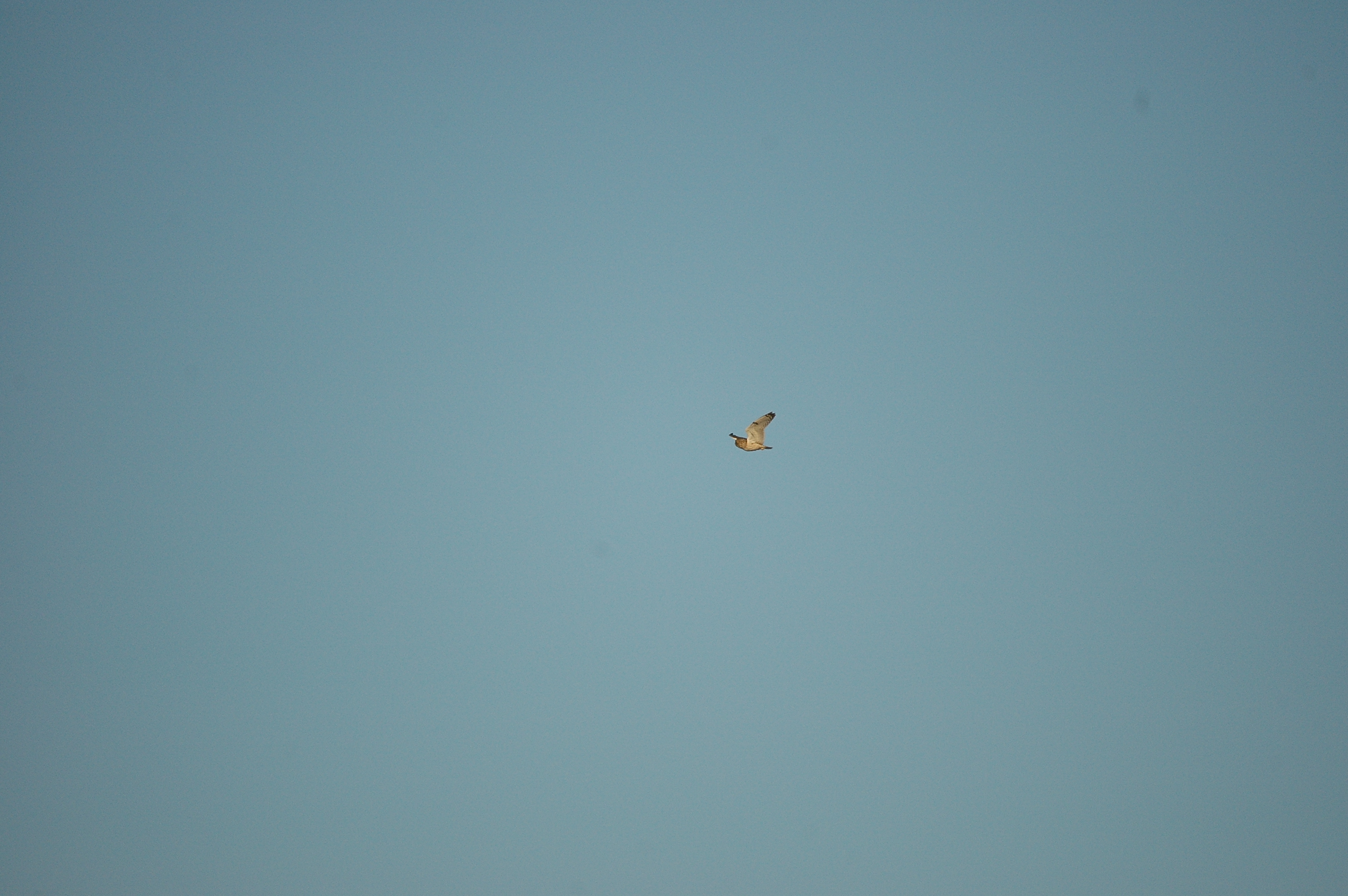 photos/wildlife/Bird_Species/085-Typical_Owls/2826-Short-eared Owl/DSC_4750.JPG